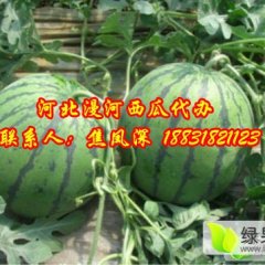 河北省阜城县漫河乡西瓜上市啦!!