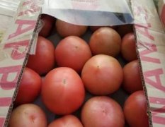 曹县西红柿大量上市中，色泽好，硬度高