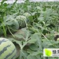 早佳8424西瓜长期受到消费者青睐