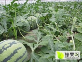 2017年江苏新沂8424西瓜价格