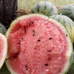 陕西大荔京欣西瓜香甜可口