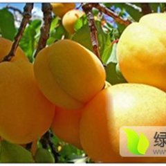 2017大荔杏子机不可失失不再来！