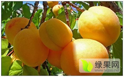 2017年陕西大荔杏子价格