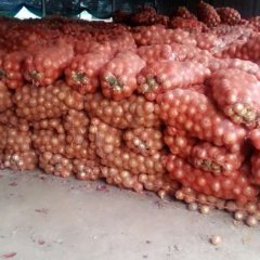 山东鱼台红黄皮洋葱已大批量上市