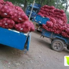 四川大邑红皮洋葱 皮色红且特别亮