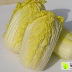 固安县圣园果蔬种植专业合作社供应娃娃菜