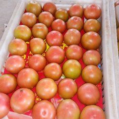 曹县本地大量供应优质粉果西红柿