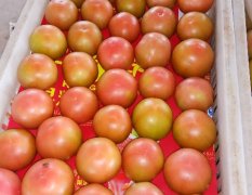 曹县本地大量供应优质粉果西红柿