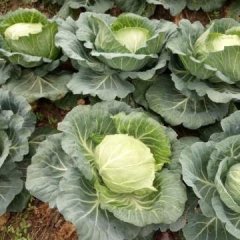 湖南汉寿平包大量上市价格合理