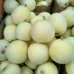 大荔甜瓜大量上市了，今年甜瓜个头大