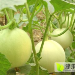 大荔陕甜上市了，甜瓜耐旱不耐涝