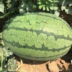 2017栾城西瓜 我农场百亩西瓜，马上上市