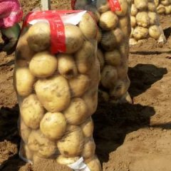 昌黎中暑荷兰每年5月10号大量上市