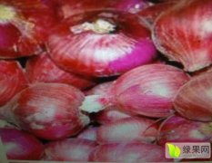 东昌府沙镇出售红皮洋葱，适合市场