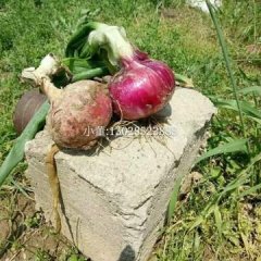 陕西华县紫皮洋葱大量上市，货源充足，颜色好