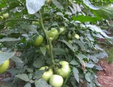 元氏西红柿欧盾番茄 刚刚上市，果型高园