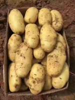 山东新泰荷兰十五土豆价格行情平稳