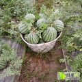 上海市奉贤区庄瓜果种植基地，自产自销大棚8