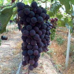 新沂葡萄 葡萄大量上市品种齐全量大