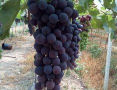 新沂葡萄 葡萄大量上市品种齐全量大