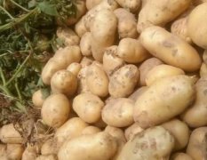 2017通许土豆本地区，大量土豆上市了