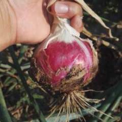 山东莘县红皮洋葱现已大量上市