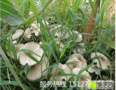 蔚县盛产大白菜 而且有天然的野山菌