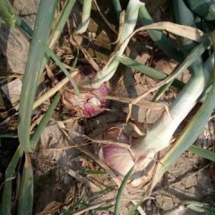 山东莘县河店镇红皮洋葱大量上市