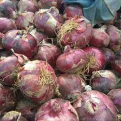 河南省南阳市新野红皮洋葱上货量大