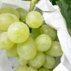 饶阳现在冷棚葡萄维多利亚已经大量上市了