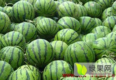 2017年河北清苑91西瓜为主价格