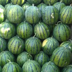 河北省保定市清苑露天西瓜大面积上市