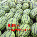 昌吉市本人常年种植代办新疆瓜果，主要是西瓜