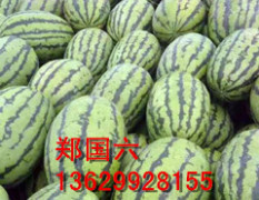 昌吉市本人常年种植代办新疆瓜果，主要是西瓜