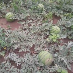 河北高碑店冠龙西瓜 自己家种的，个大皮薄沙甜