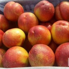 山西运城万亩油桃基地供应信息