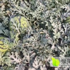 大城 华欣西瓜40亩，长势良好