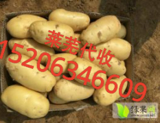 莱城土豆，本地种植面积大，成色好