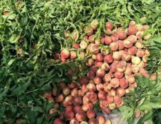 河南通许水蜜桃大量上市2元左右。