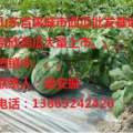 山东省禹城市辛寨镇京欣西瓜热销中。。。