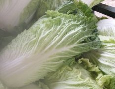 2017汝州黄心大白菜，单颗重6到8斤