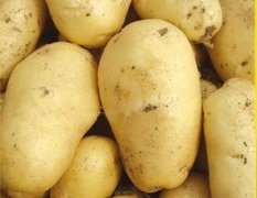 山东临清种植荷兰十五系列土豆多年