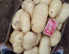 莱西地区在过几天土豆马上进入大量上市