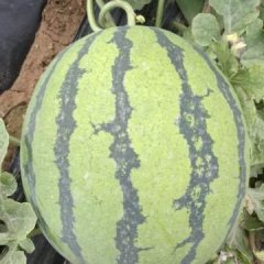 大荔西瓜绿色无公害,北新秦龙诚信合作