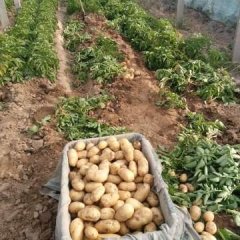 惠民荷兰十五土豆开始上市了