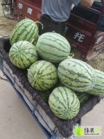 河南通许冠龙西瓜价格适宜