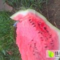 商丘西瓜产区今年种植面积上万亩