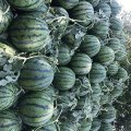 开封西瓜大量上市，价格便宜