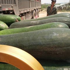 清苑清凉城村我们这里是多年的冬瓜种植基地