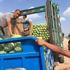 陕西定边白泥井和内蒙鄂托克前旗，乌审旗西瓜